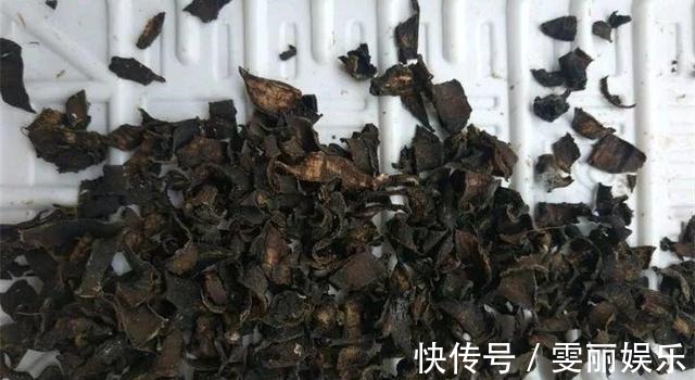 蟹爪兰|秋天准备“抗冻肥”,给君子兰、蟹爪兰“喂上”,长得旺、开花多