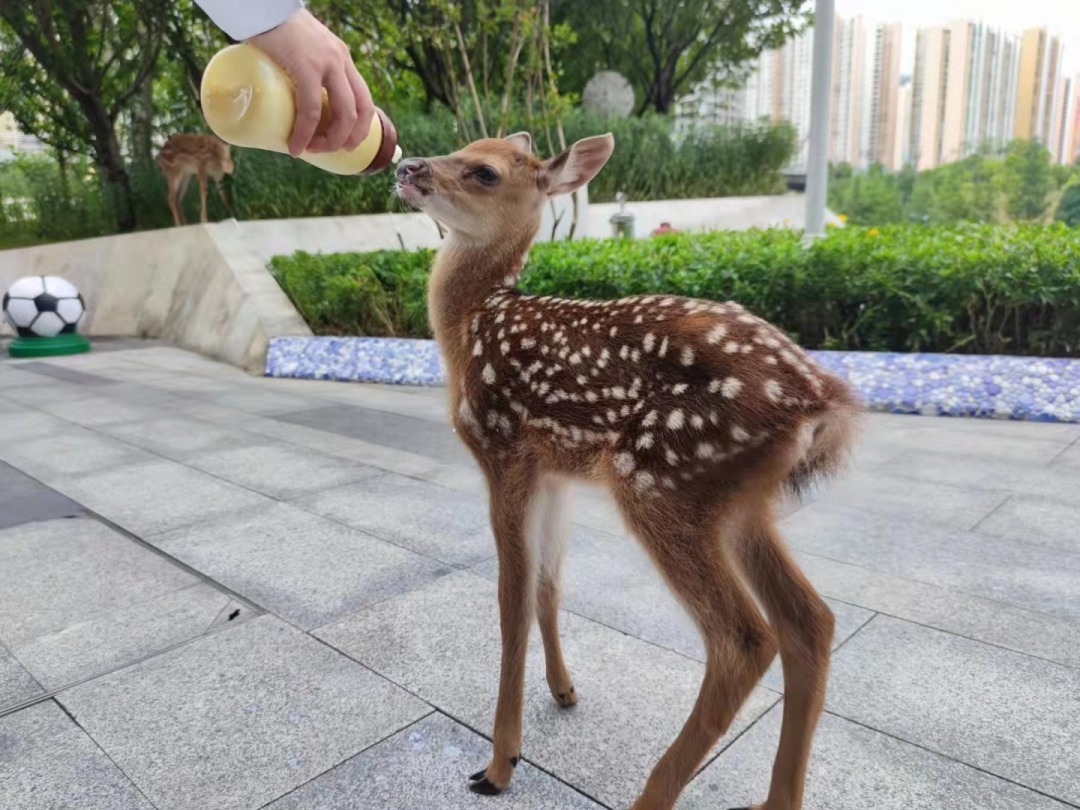 梅花鹿|还在等什么荔波古镇有漂亮梅花鹿出没，可去拍照喂食！