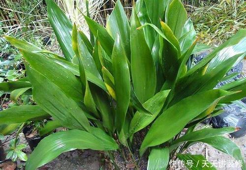 喜阴花|5种喜阴花,好看又好养,家里养一盆,大气上档次,值得拥有!