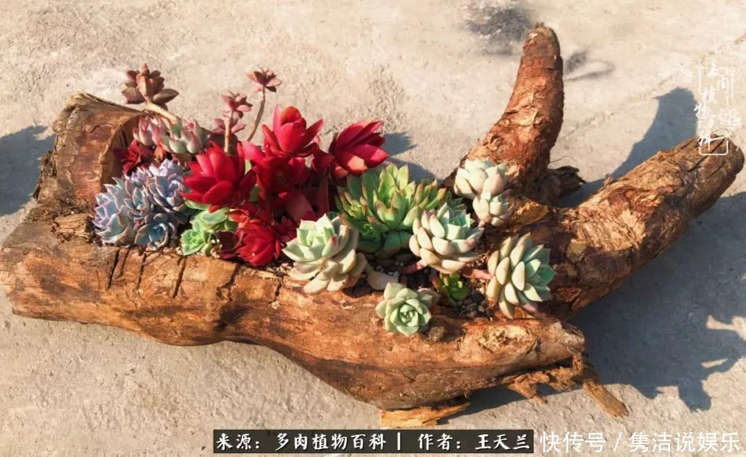多肉遇上枯木木花盆,姑娘自己造!