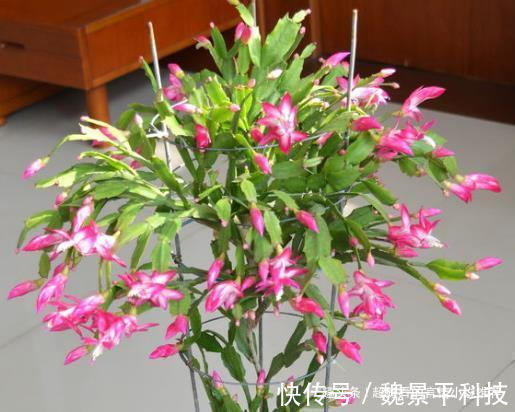 养蟹爪兰，6天来“1杯酒”，9天长出白根，1个月花朵冒出来