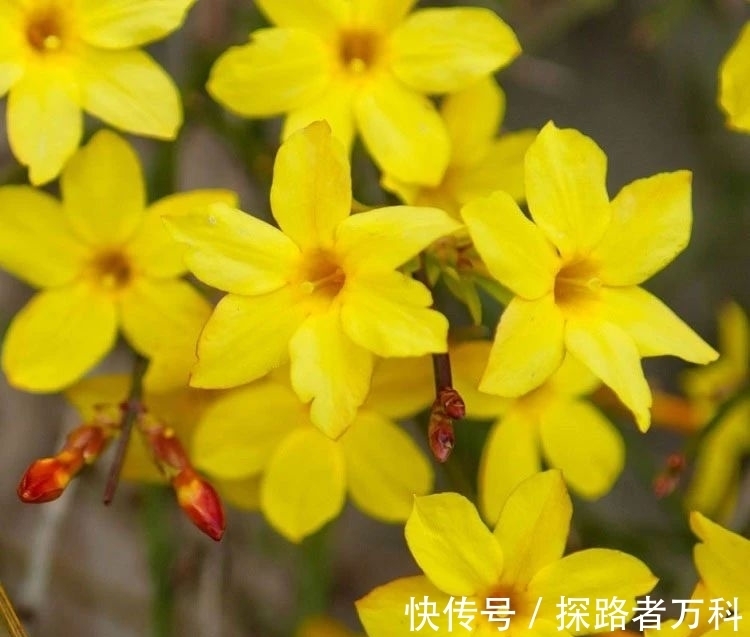 在寒冷的冬春时节灿烂开花的8种观赏花卉，可露养户外，打理简单