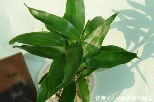 这4种“吉祥花”寓意富贵，养了就是赚了，家里人都受益