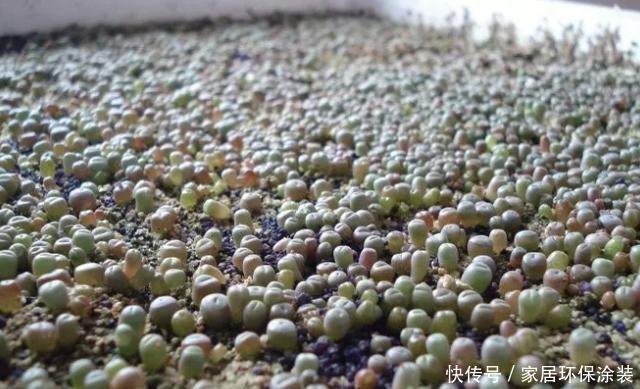 养花人的奋斗目标:该怎么实现养花省钱环保?从巧用它们开始