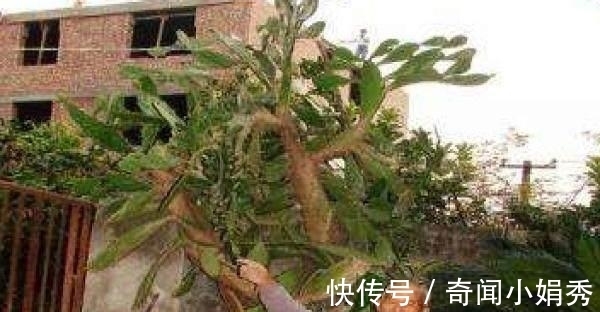 老人|大爷十年前种下一棵仙人掌,今长成参天大树,最后被老人高价卖出