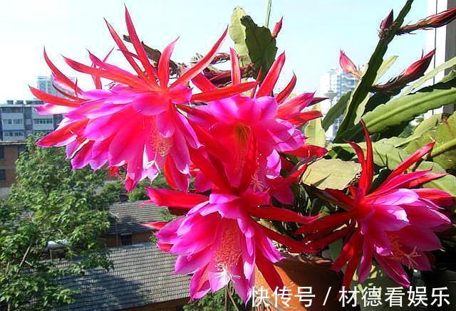 盆栽|盆栽令箭荷花，叶片倒伏做“2点”，开花如“碗”大，一次开爆盆