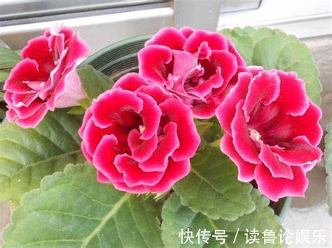 欧石楠|养花就养这4款，清雅别致，生机勃勃,四季开花不断