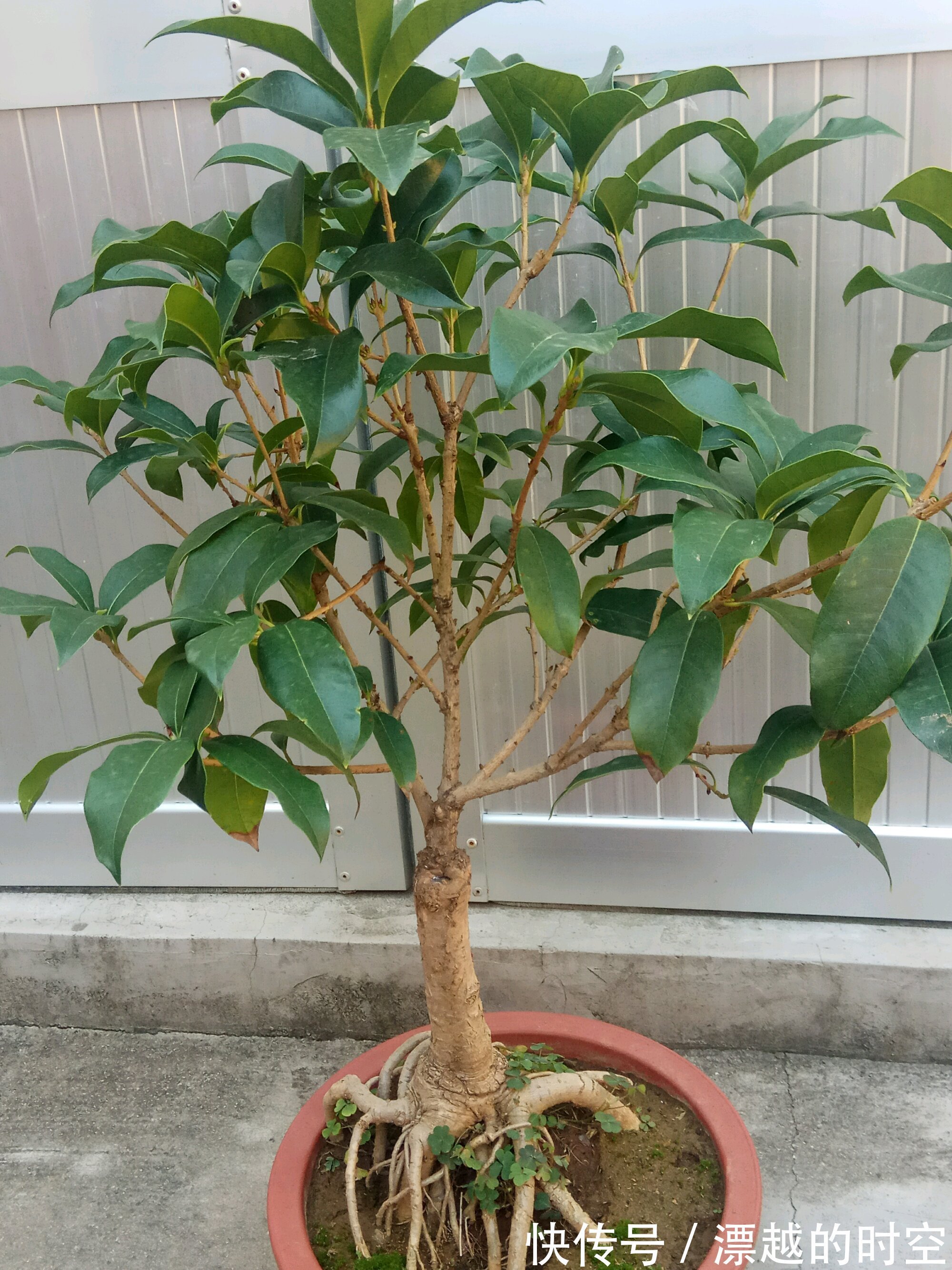 花苞|含苞待放的桂花小心秋老虎,做到2点,9月开花爆盆,满树桂花香