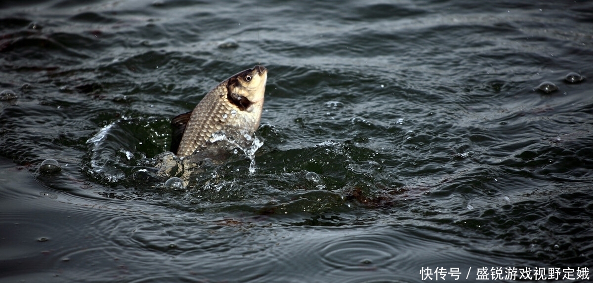 钓鲫鱼,小钩细线真的比大钩粗线好吗?