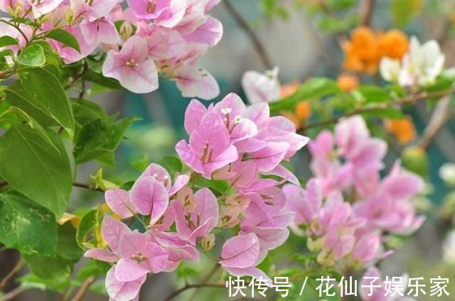 这花名叫“百变小樱”，开起花来“不管不顾”，叶子都不长了！