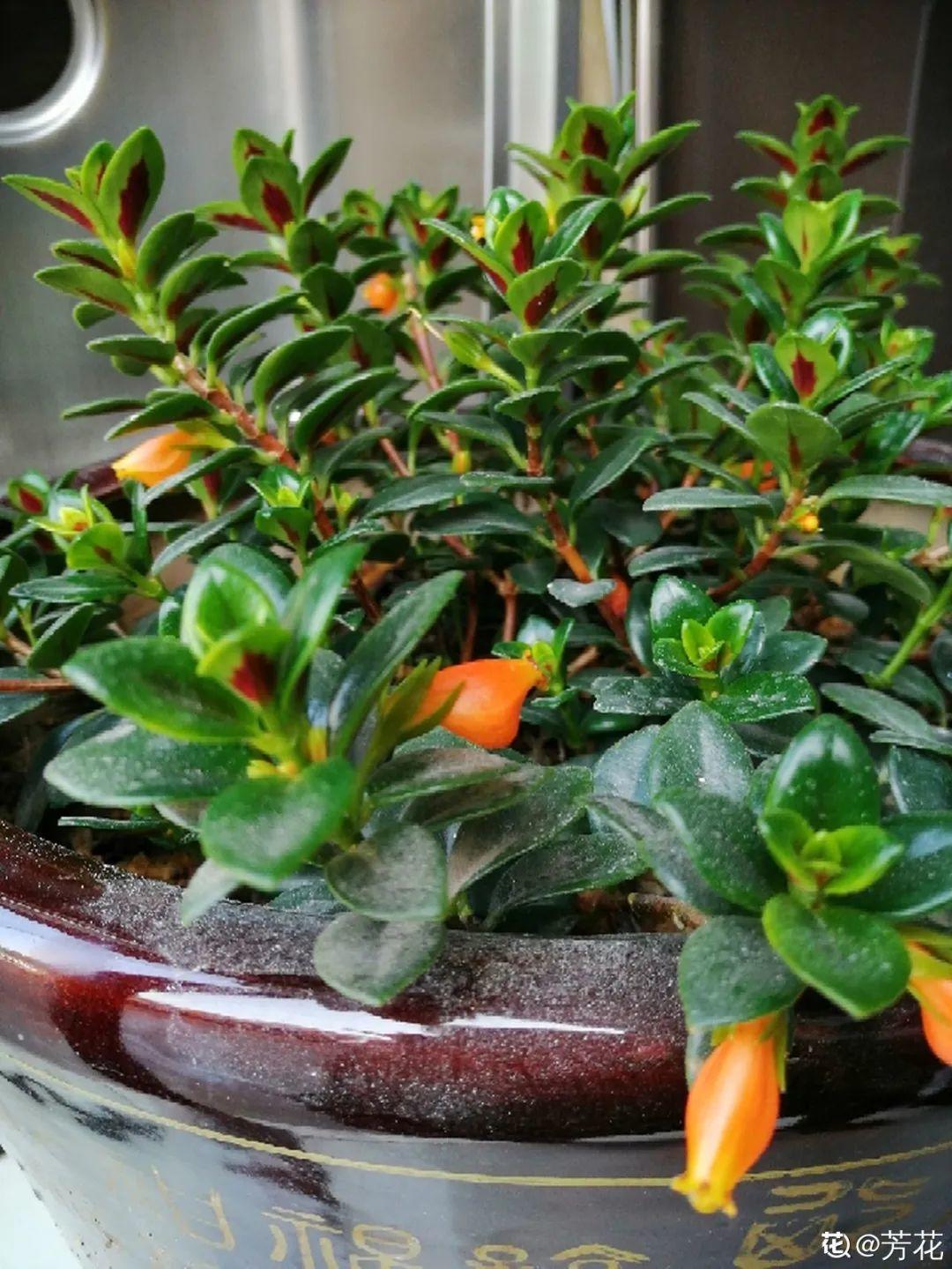 折腾不死的25种花，咋养都爆盆，家里必须养！