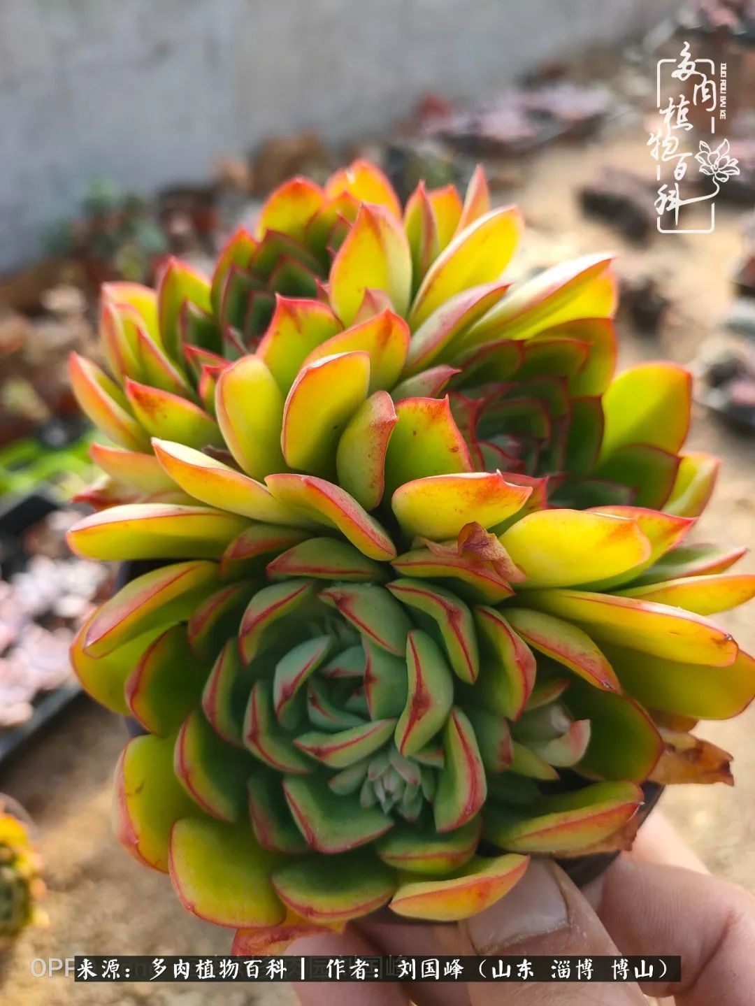 贵的不一定是对的，你的多肉究竟值多少钱附冬季养护攻略！