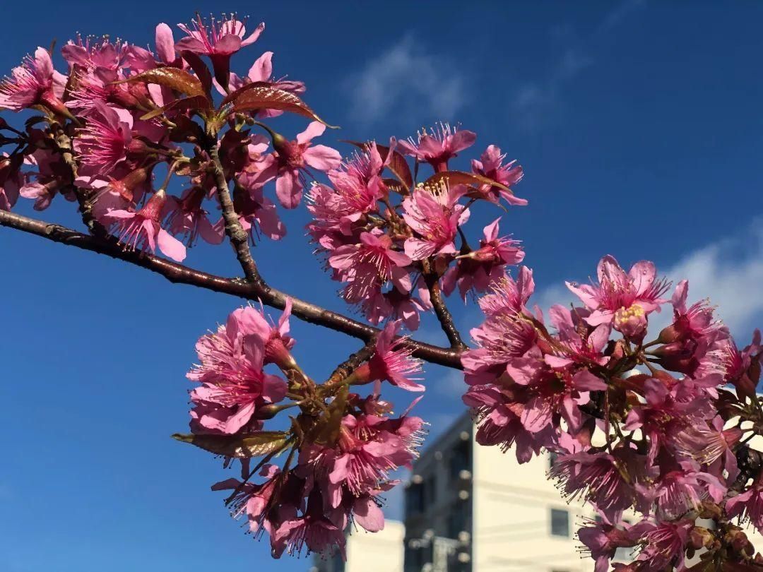 樱花|通海里山：樱花烂漫似春来