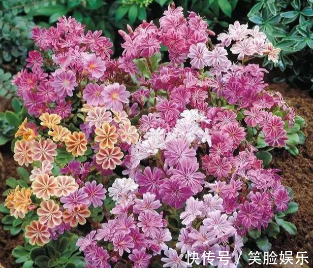 长寿花|这花像长寿花一样好养,全年不间断的开花,太美了