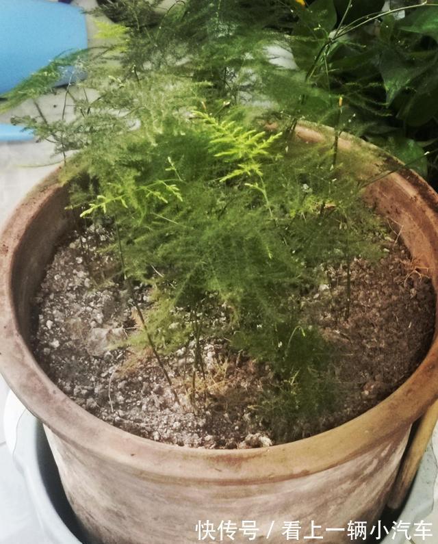 十二月养文竹,在“三位置”留点水,芽笋“咕噜”冒,养成小老桩