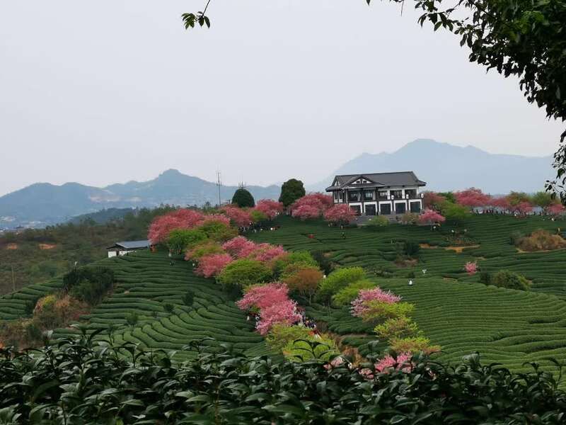 福建漳平：正是“茶绿樱红”时