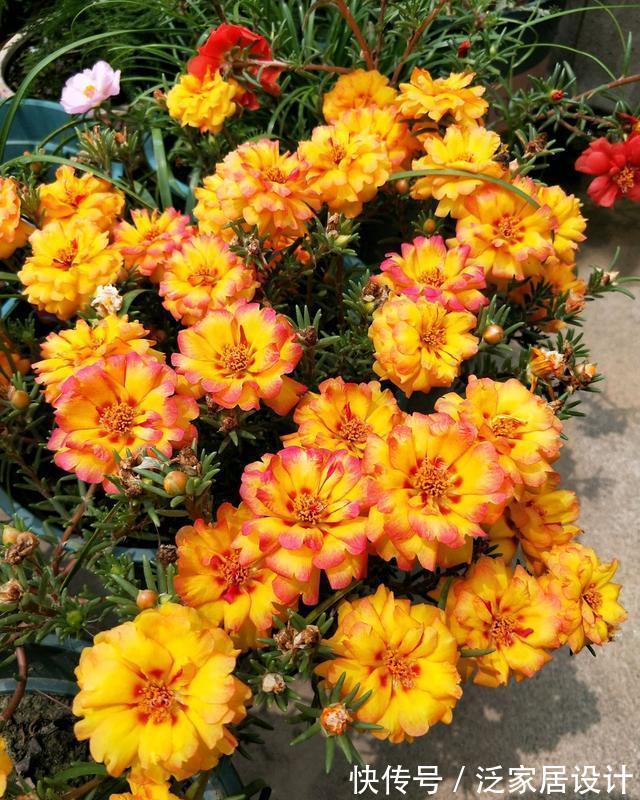 庭院|易泛滥的三种花,看起来却很“可爱”,想养考虑好,别上当