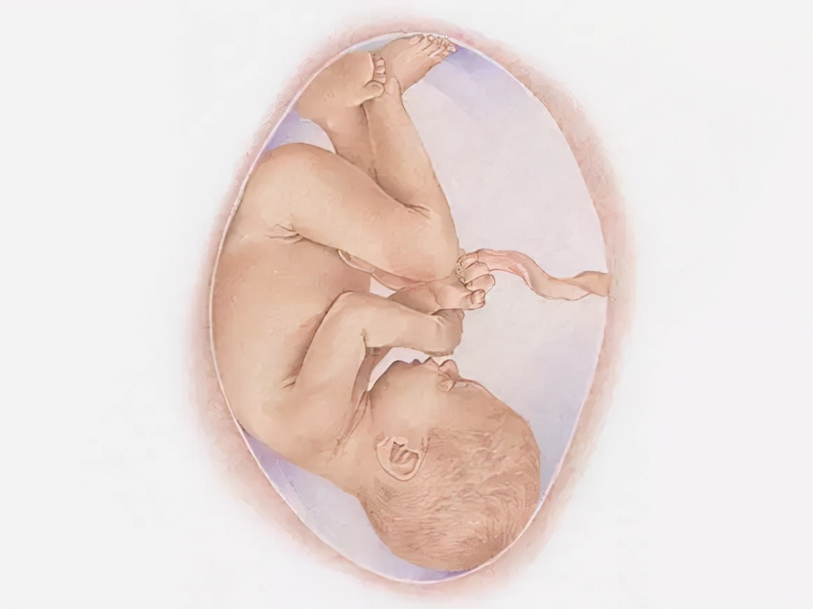 发育|看完胎儿发育的全过程,生呗只能感叹妈妈真伟大!