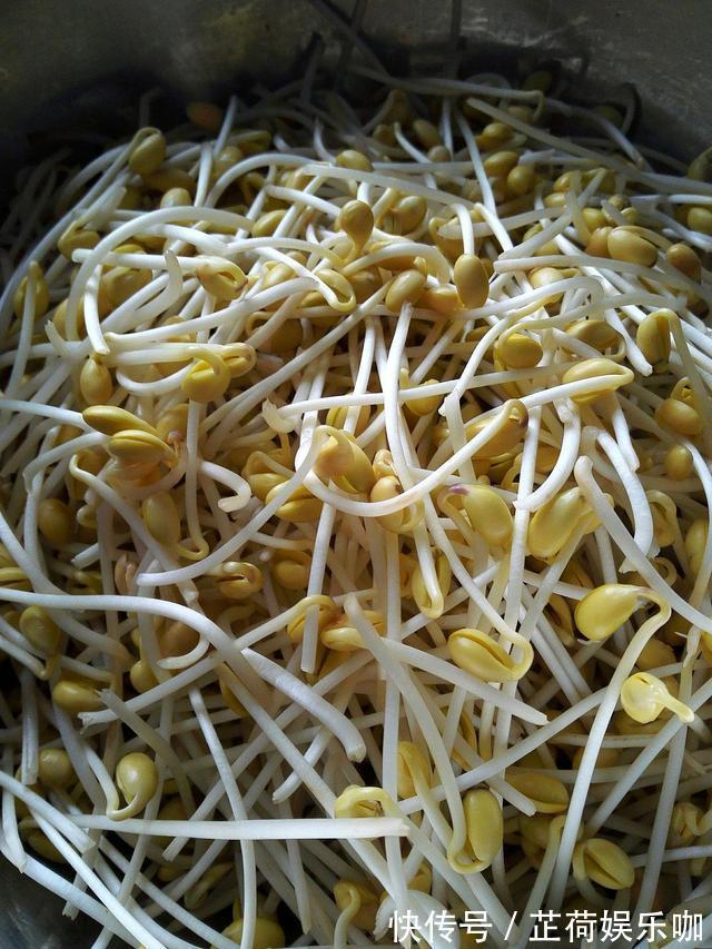 黄豆|教你在家发豆芽,不用土壤不用肥料,3天就能吃,脆嫩营养又卫生