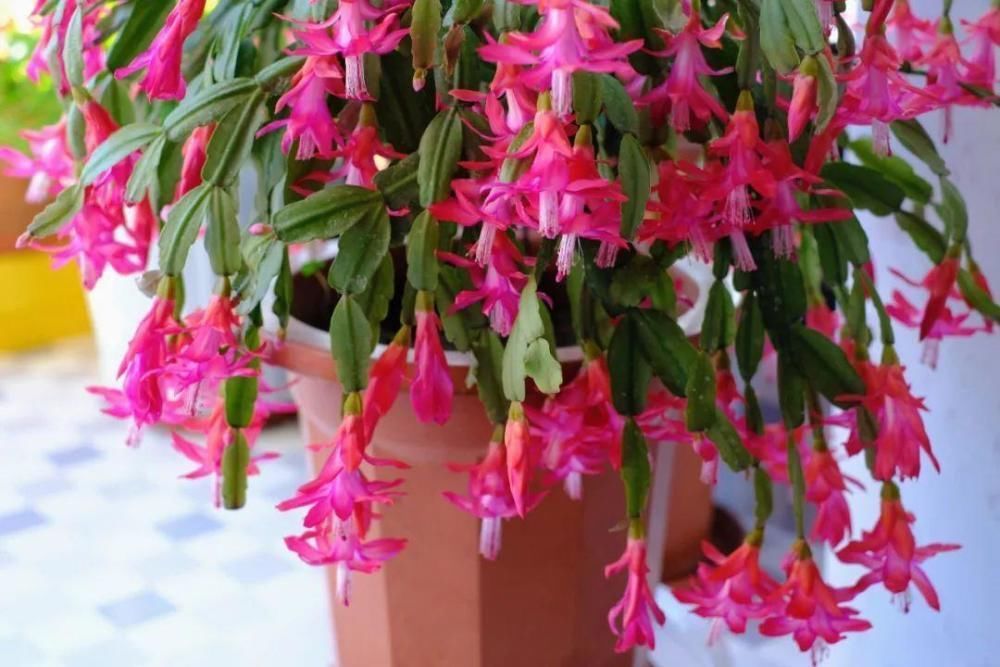 5度以下，常见的21种花必须断水，不然都烂根了