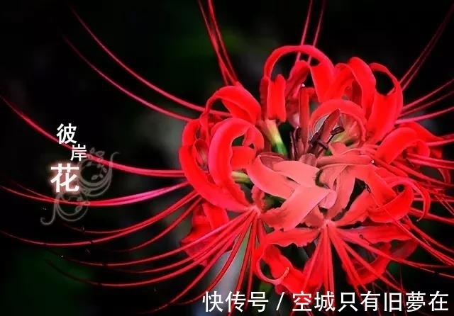 世界上十大最美的花,彼岸花排第二!