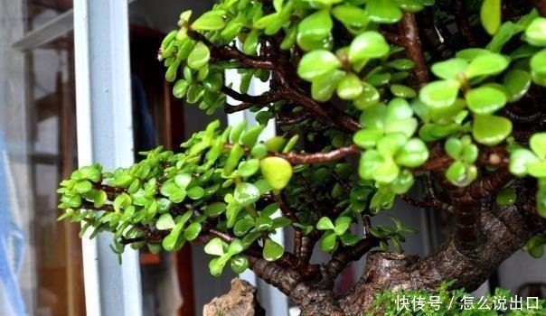 “值钱”的2种花,放家里养,越来越“富有”,第2种能卖上万!