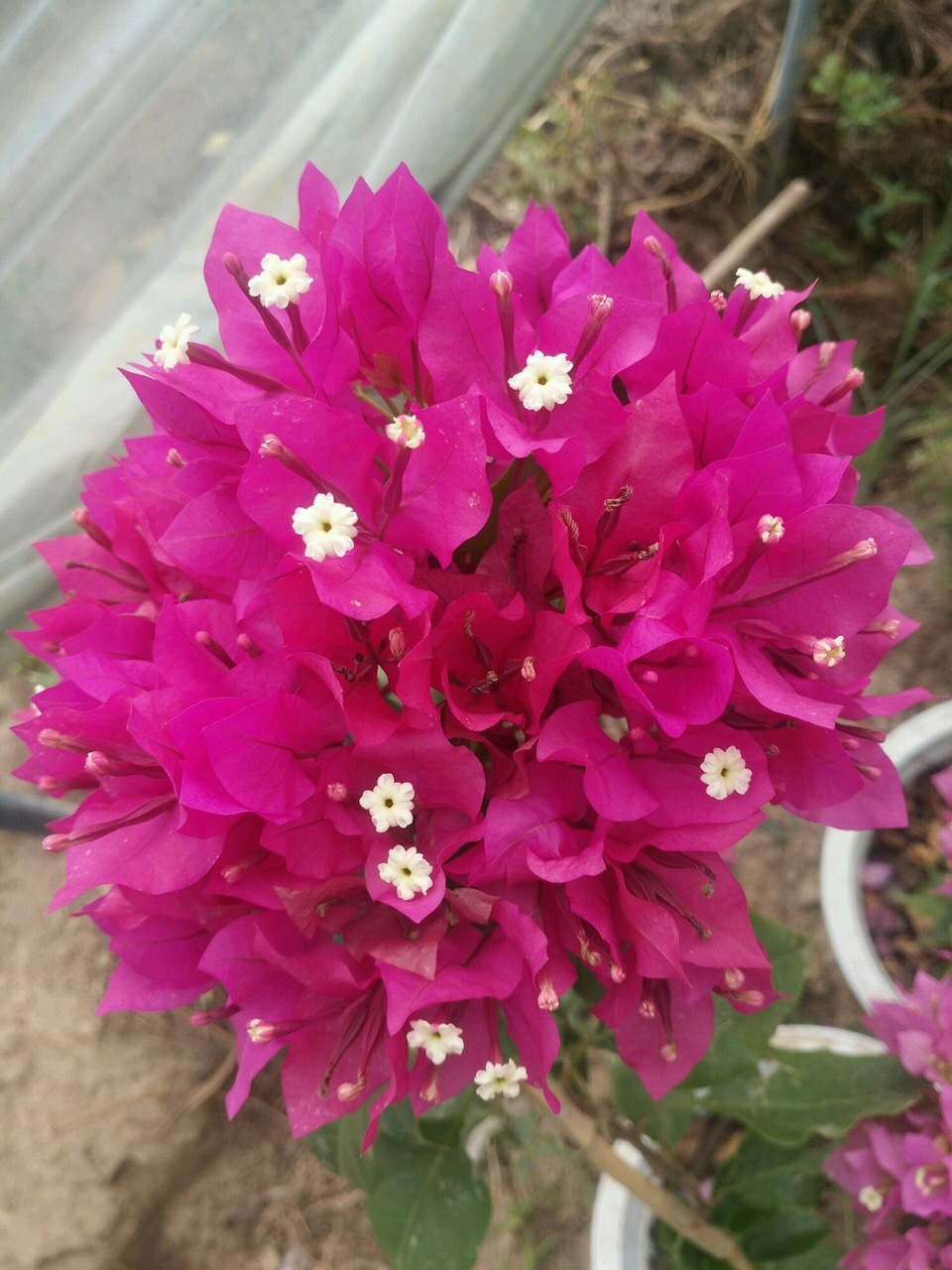 花苞|此花被人称为“无叶花”,满枝都是“花苞”,花期长达180天