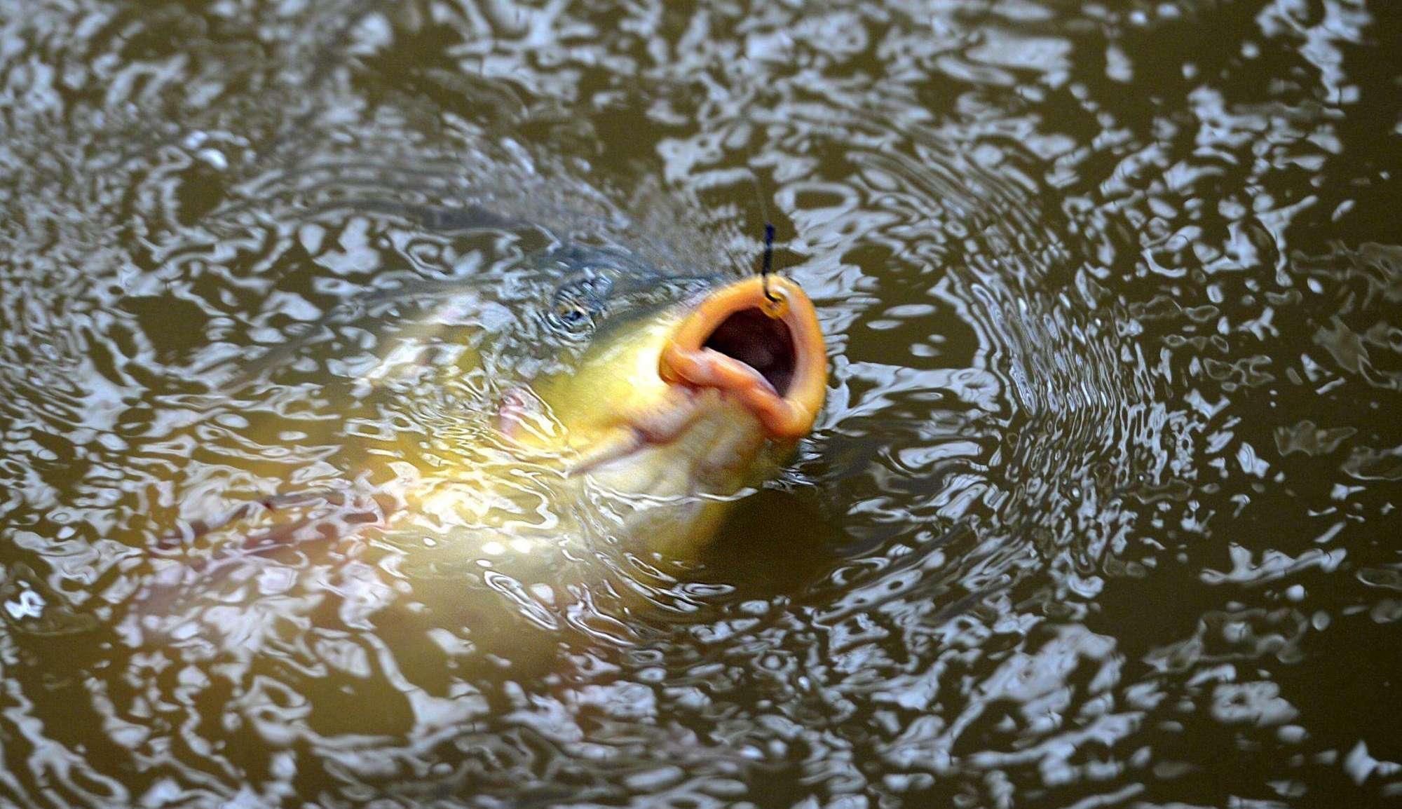 夏季钓鱼,为何经常跑鱼最大的原因是“你钓错了”