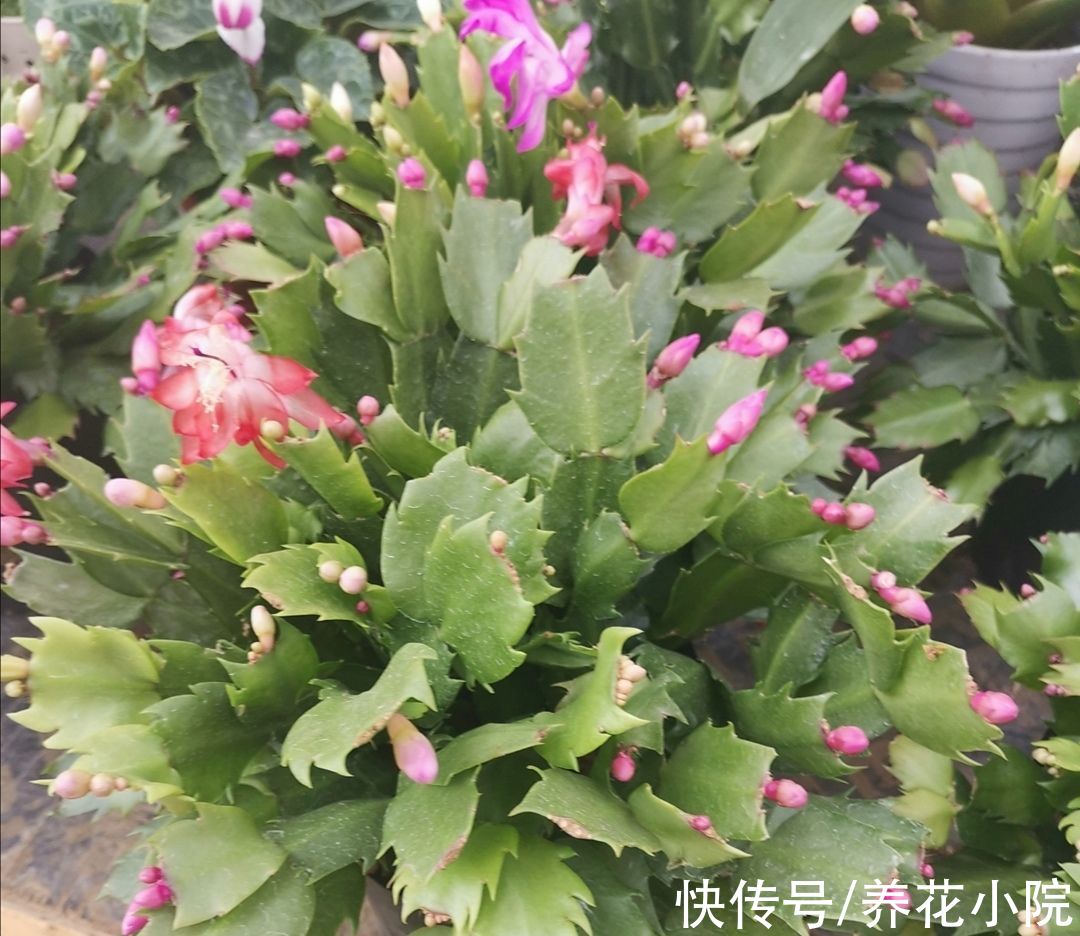 蟹爪兰、长寿花，开始生长花芽，及时喂“2种肥”，花苞长满枝头