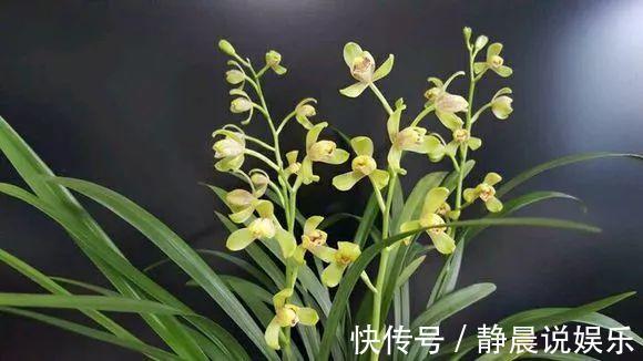 浇水|兰花就要这样养,不但不黄叶,还年年都有花赏!