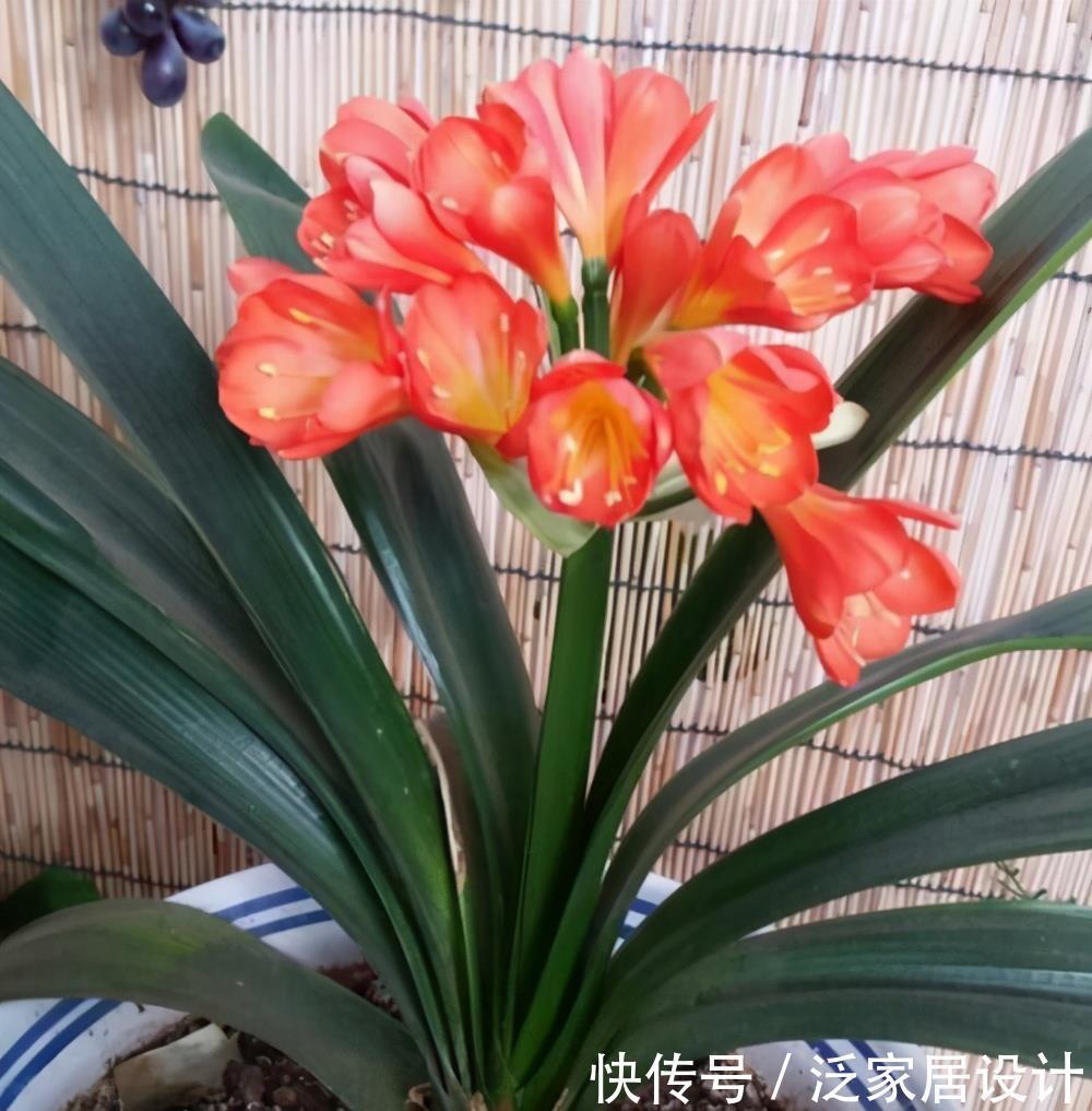 翻倍|5月养君子兰,掌握几个要点,叶子挺拔油绿,来年花量翻倍