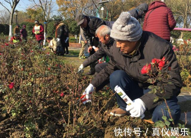 月季花|掌握养月季的4个小诀窍，一年四季花开不断，枝繁叶茂，开花多