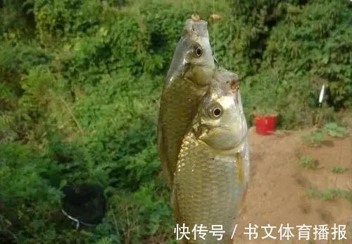 夏季野钓鲫鱼,麦粒这样用,小鱼闹窝也能钓到大板鲫