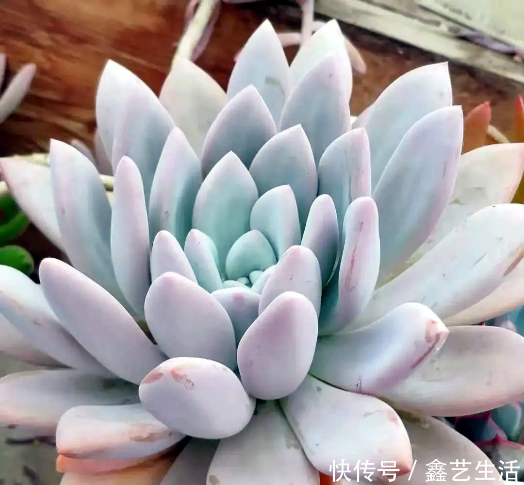 越虐越长疯,3周胖到爆炸的多肉控养大法,不轻易外传