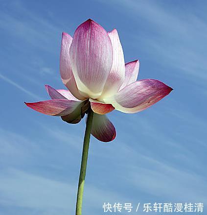 喜多财旺|步入7月中旬，福星高照，4属相桃花朵朵，机遇不断，喜多财旺