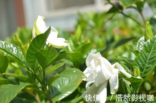 叶子|栀子花老爱长黄叶喷点“救命水”,叶子油绿窜花苞!