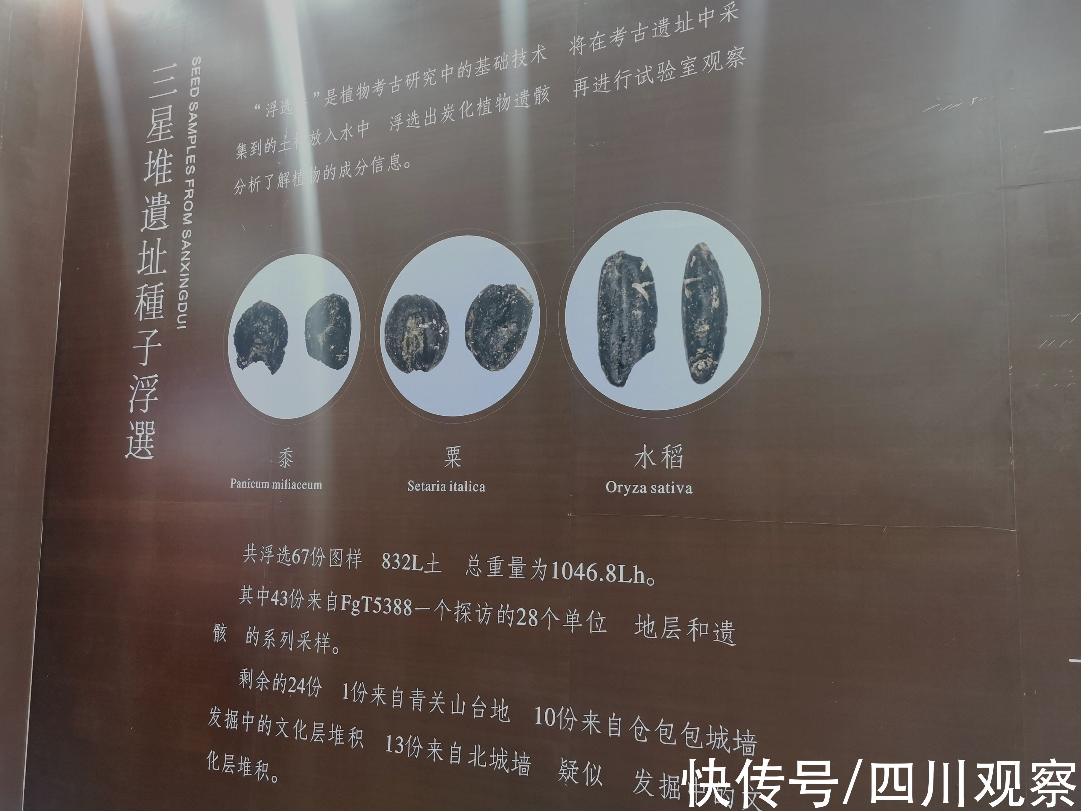 三星堆$?天府庆丰年⑨古代三星堆人都吃啥？