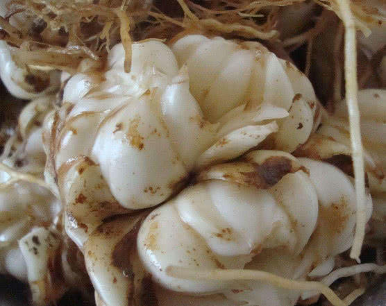 玫瑰花|月經量越來越少多吃4種“零嘴”，滋陰排毒，保養子宮防絕經！
