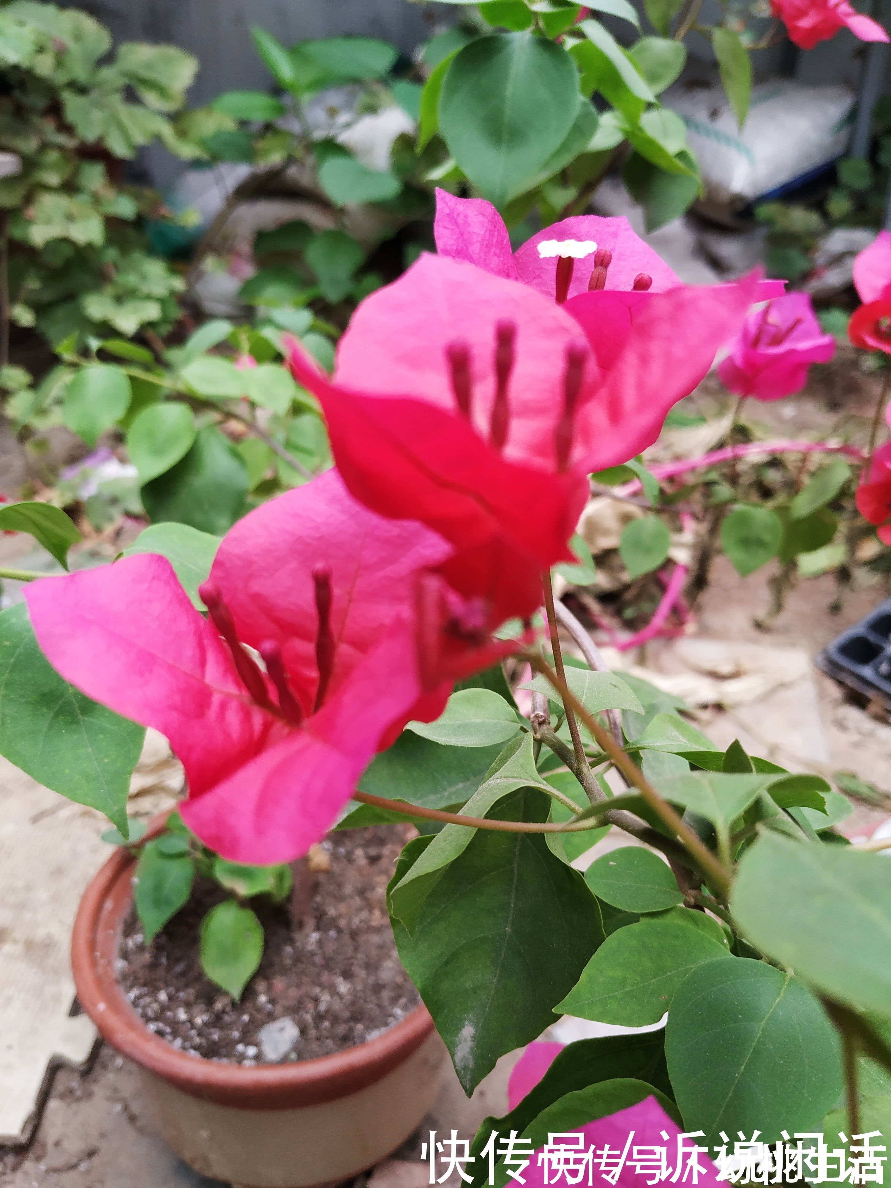 早知道三角梅在秋后是这样管理的,也不至于死了那么多