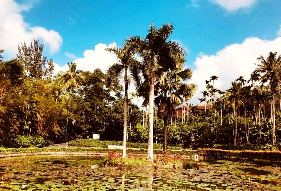 热带经济|美丽的植物园，独特的植物景观——游兴隆热带植物园