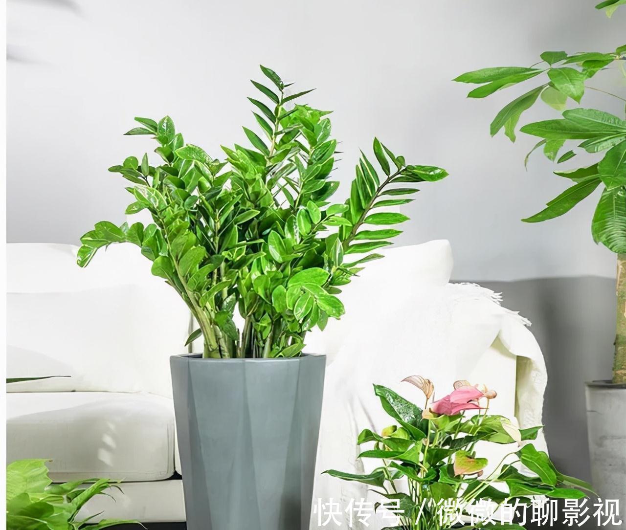 5种公认的富贵花,适合养客厅,贵气又吉祥,有钱人家都爱养