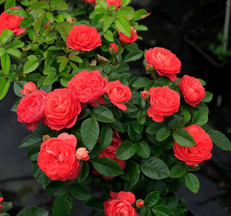 17大吉祥花,客厅有空间一定要养上一盆,好看又好养,养人又旺家