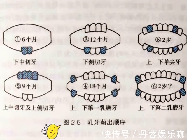 第一颗牙|宝宝几个月长牙算正常?出牙信号、应对建议,家长记牢让娃少遭罪