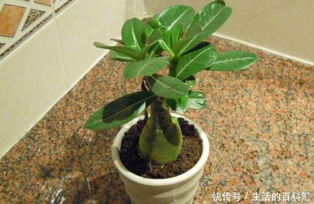 绿植|这四种绿植,十天半个月可以不浇水,爆芽、疯长到盆都装不下!