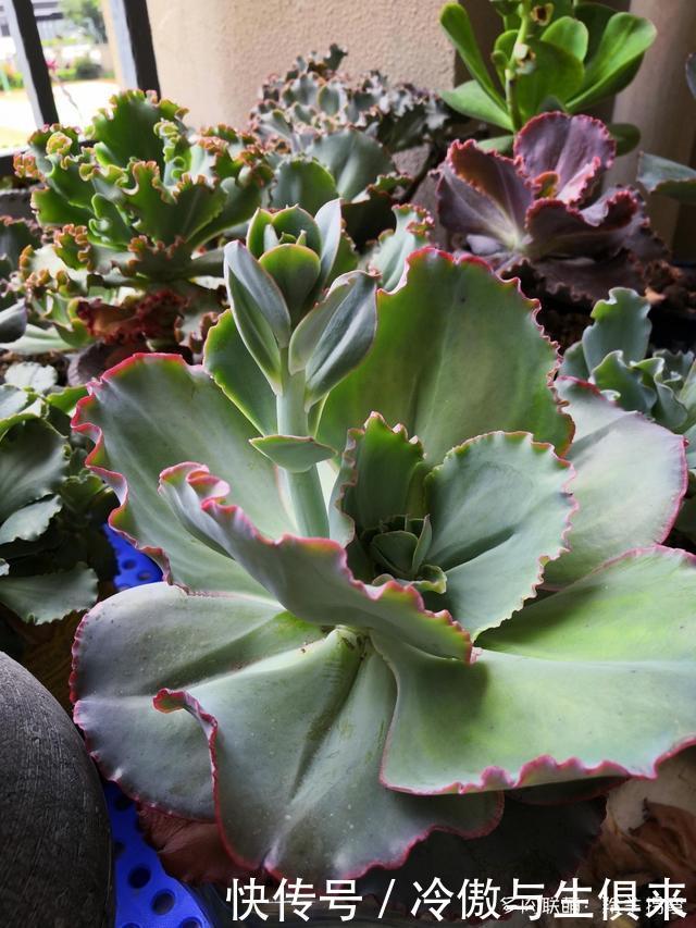 春天的包菜多肉有多美，梅雨季就有多像菜