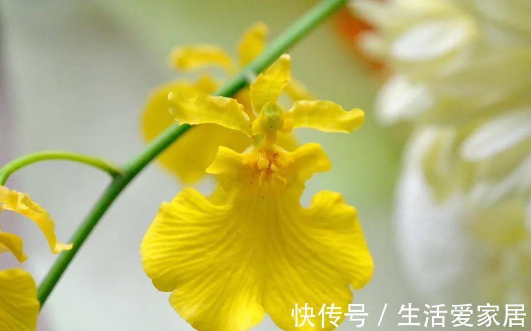 秋冬季|秋冬季买到的2种花，千万要注意，不然家里别想养好它们