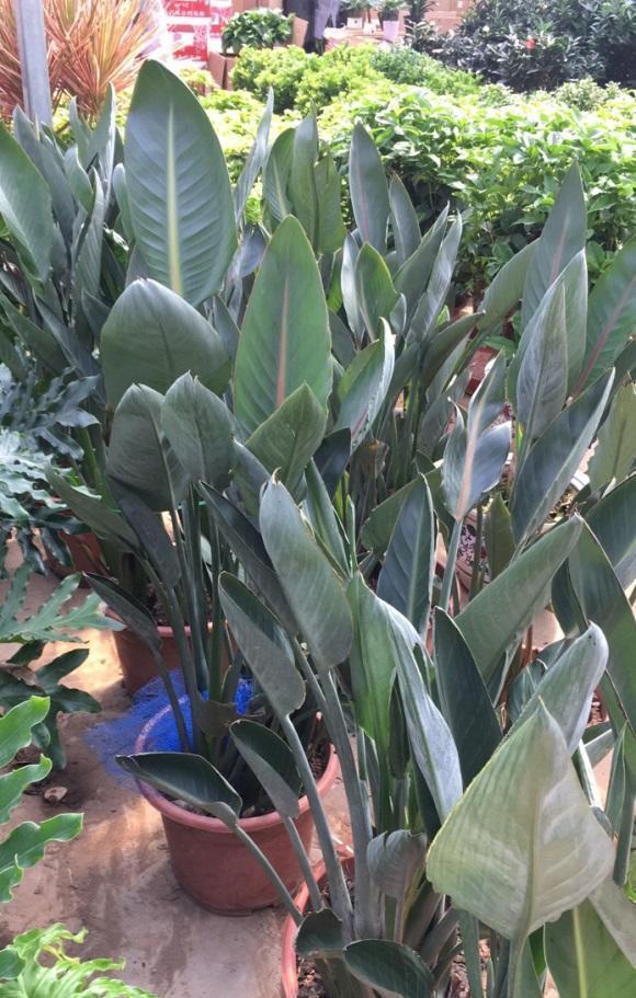 橡皮树|客厅标配5种绿植,摆在家里上档次,记住了,“多喷少浇”