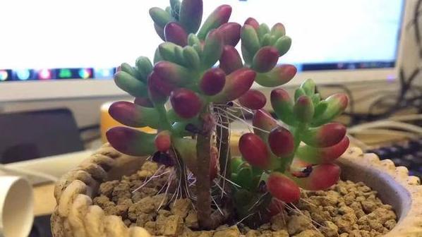 气根|多肉虹之玉长气生根,该如何对症解决学着这么办好减少伤亡