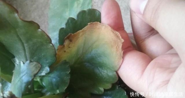 长寿花的叶子发软下垂，可以用这些技巧轻松解决！