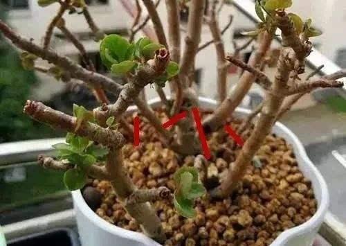 家有长寿花,还没“修剪”小心晚了时间,秋天不开花!